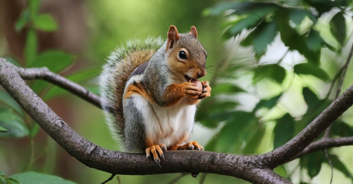 150 Hilarious Squirrel Puns One-Liners, Cute & Funny Puns About Love