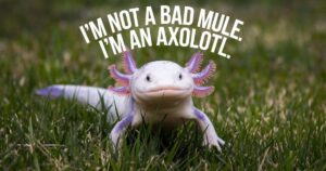 300 Axolotl Puns That’ll Keep You Sala-mirth All Day!