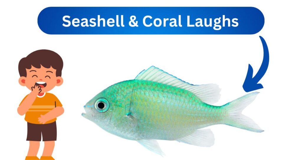 Seashell & Coral Laughs