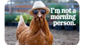 300 Chicken Puns That Are Eggs-traordinary!